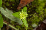 Sharplobe hepatica